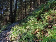 07 Sottobosco di verdi felci nella ombrosa abetaia